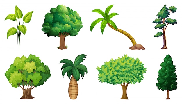 Conjunto de variedad de plantas y árboles.