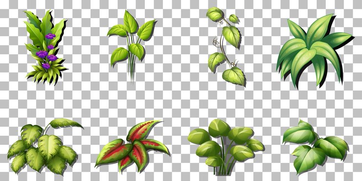 Vector gratuito conjunto de variedad de plantas tropicales sobre fondo transparente