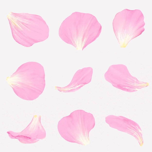 Conjunto de vector de ilustración de pétalo de flor rosa