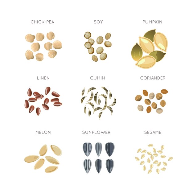 Conjunto de vector plano de granos de cereales. Garbanzo y lino, comino y cilantro, melón y sésamo