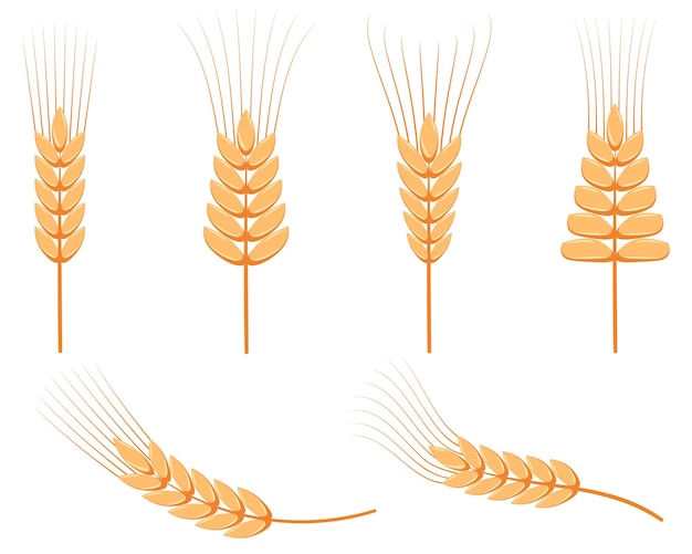 Conjunto de vectores que consta de diferentes tipos de espiga de trigo