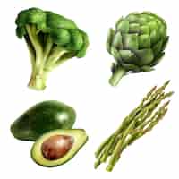 Vector gratuito conjunto de verduras en estilo realista