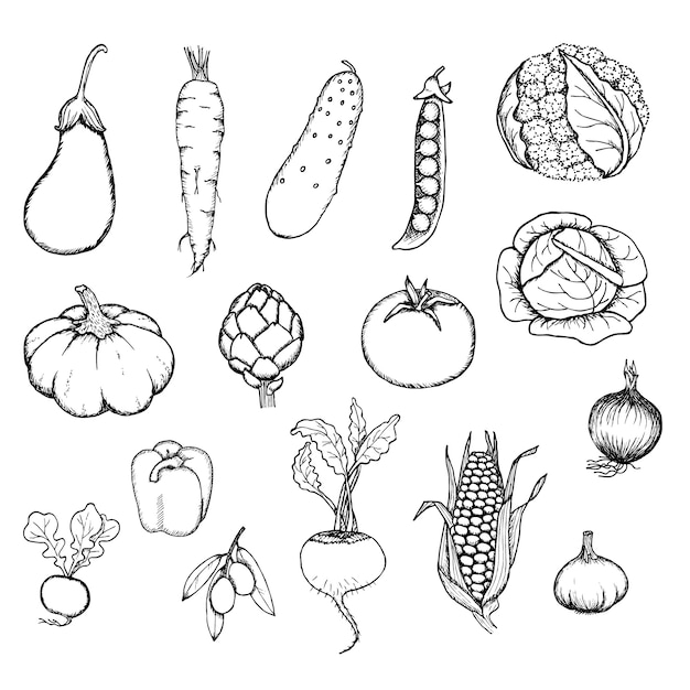 Conjunto de verduras orgánicas frescas dibujadas a mano