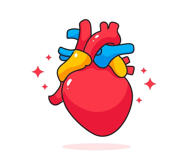 Corazón humano anatomía biología órgano sistema corporal cuidado de la salud y médico dibujado a mano ilustración de arte de dibujos animados