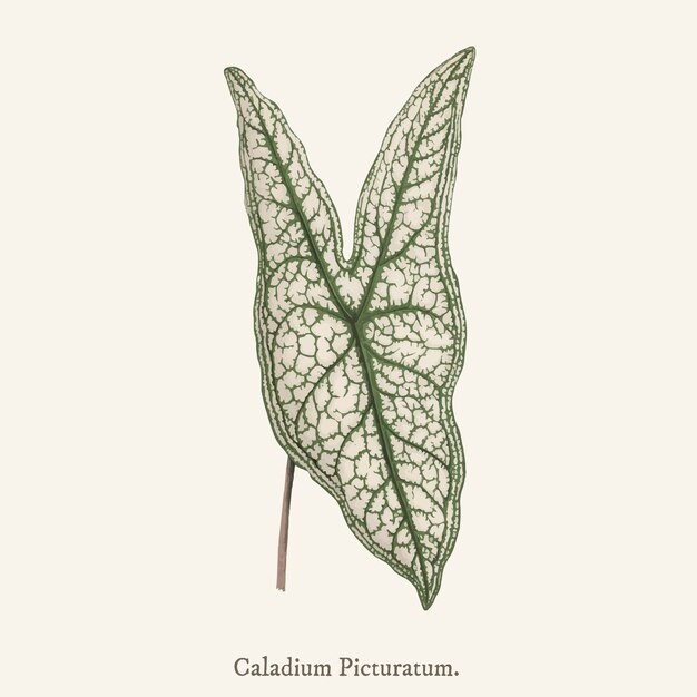 Corazón de Jesús (Caladium Picturatum)