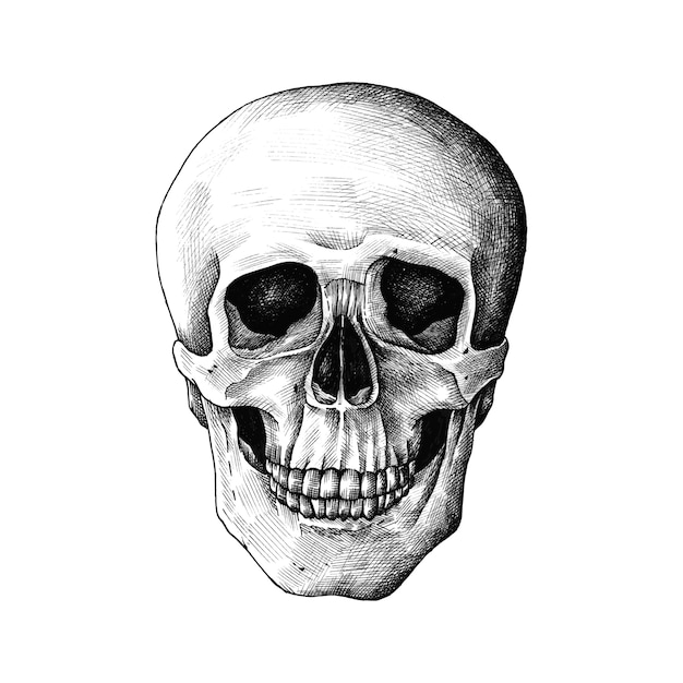 Cráneo humano dibujado a mano aislado