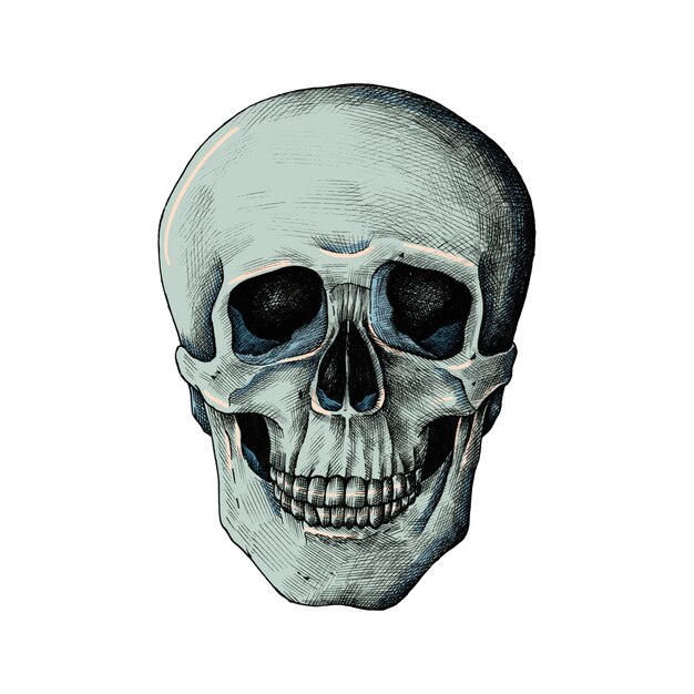 Cráneo humano dibujado a mano aislado