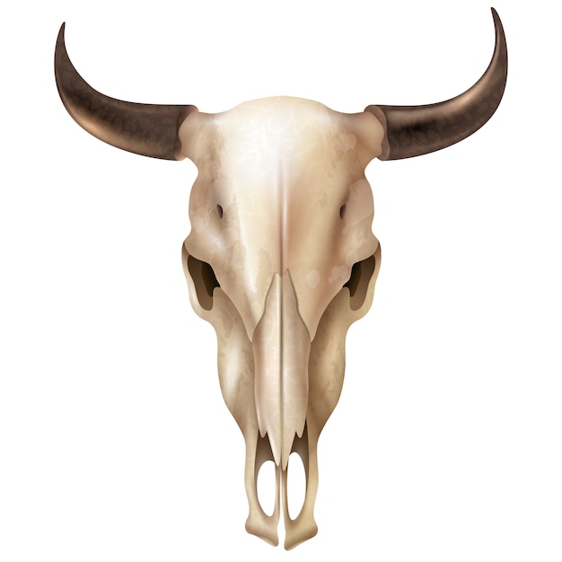 Cráneo de vaca realista