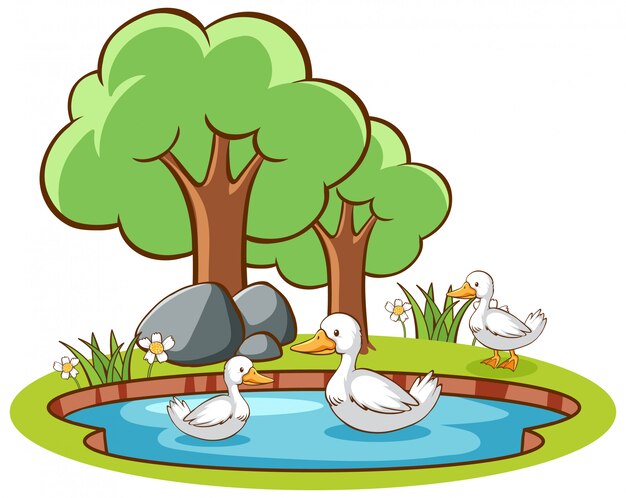 Cuadro aislado de patos en el estanque