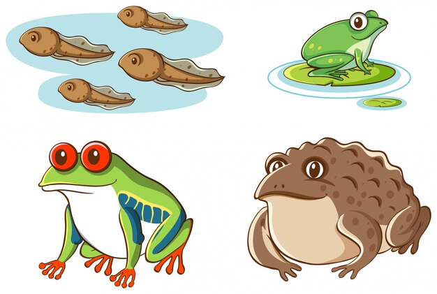 Cuadro aislado de renacuajos y ranas