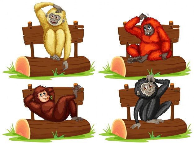Cuatro gibbons sentado por la ilustración de signo