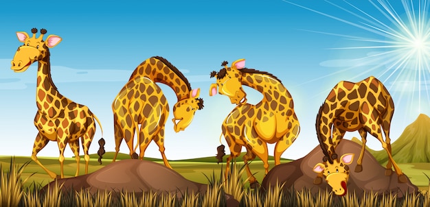 Vector gratuito cuatro jirafas en el campo.