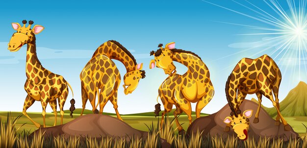 Cuatro jirafas en el campo.