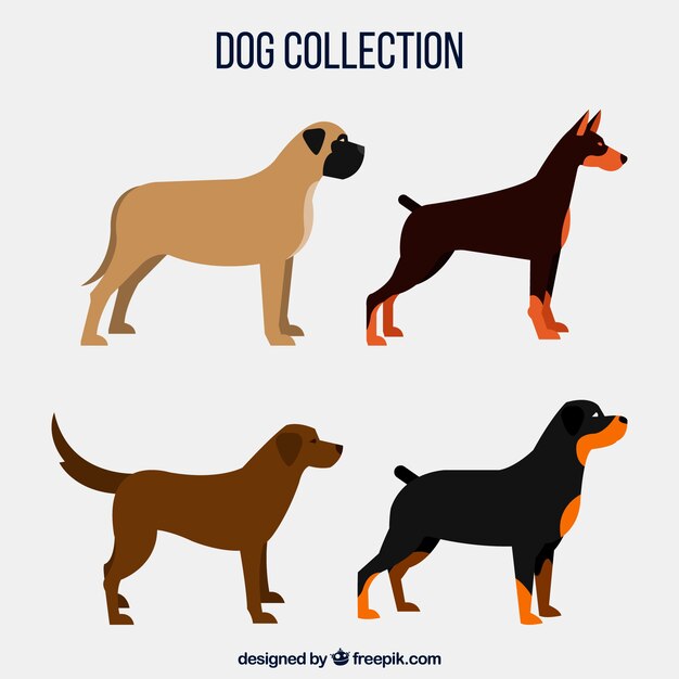 Cuatro perros de perfil 
