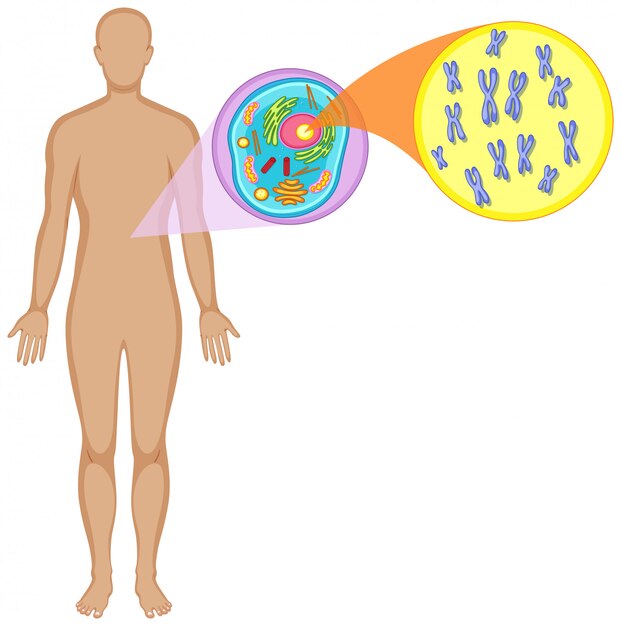 Cuerpo humano y célula animal.