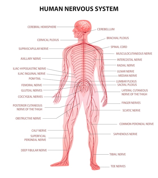Cuerpo humano cerebro central médula espinal y sistema nervioso periférico tabla educativa realista terminología anatómica