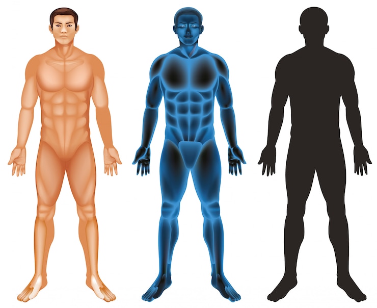 Vector gratuito cuerpo humano