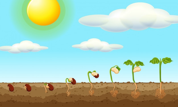 Cultivo de plantas a partir de semillas en el suelo