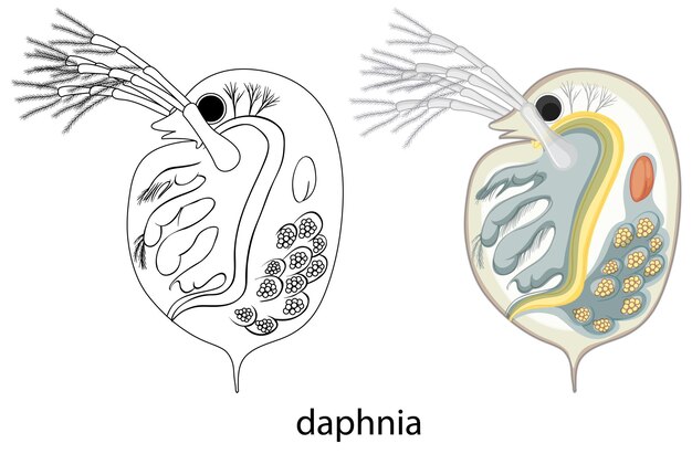 Daphnia en color y doodle sobre fondo blanco.