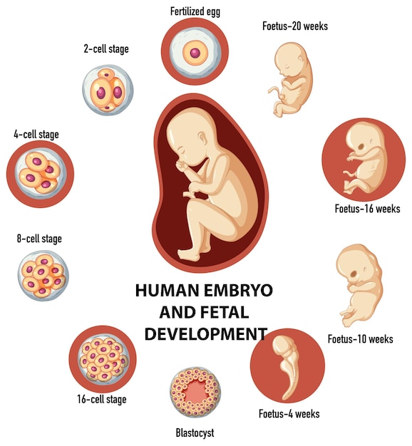 Vector gratuito desarrollo embrionario humano y fertilización en infografía humana.