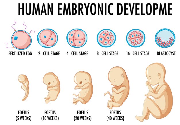 Desarrollo embrionario humano en infografía humana.