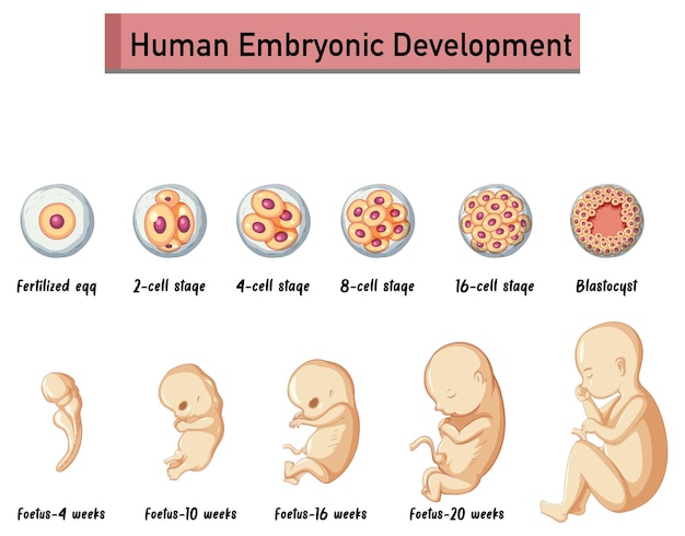 Desarrollo embrionario humano en infografía humana.
