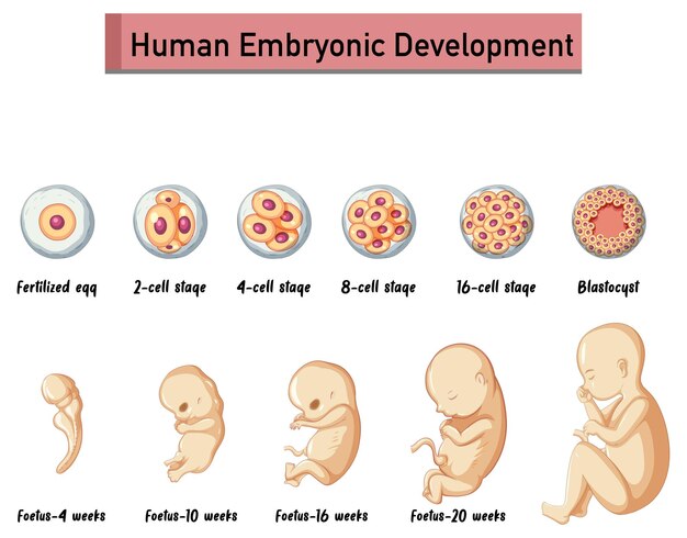 Desarrollo embrionario humano en infografía humana.