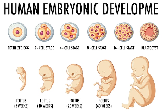 Desarrollo embrionario humano en infografía humana.