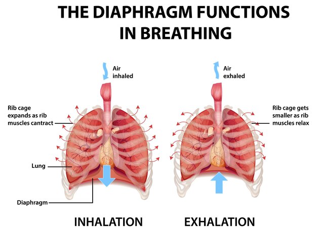 El diafragma funciona en la respiración.