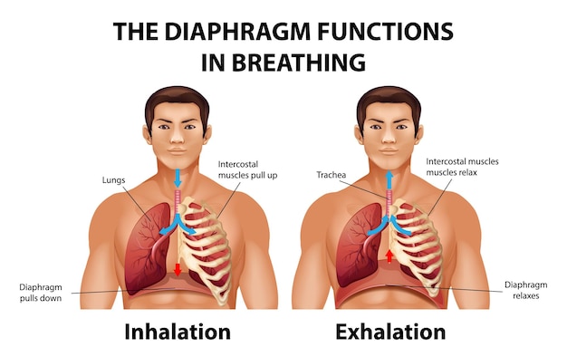 El diafragma funciona en la respiración.