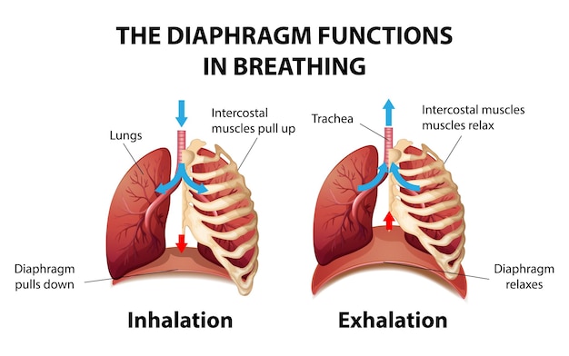 El diafragma funciona en la respiración.