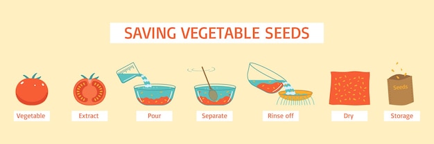Diagrama de ahorro de semillas de vegetales