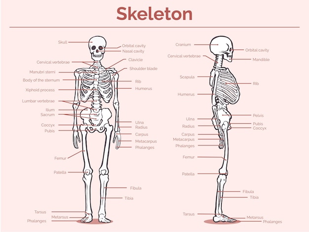 Diagrama de anatomía esqueleto simple dibujado a mano