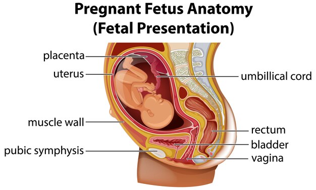 Diagrama de anatomía del feto embarazada