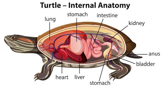 Vector gratuito diagrama de la anatomía interna de la tortuga