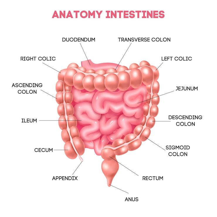 Vector gratuito diagrama de anatomía del intestino humano con duodeno íleon ciego yeyuno apéndice recto ano áreas ilustración vectorial realista