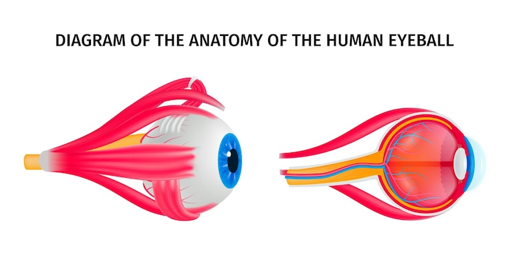 Vector gratuito diagrama de anatomía del ojo humano