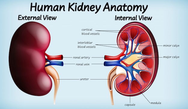 Vector gratuito diagrama de anatomía del riñón humano