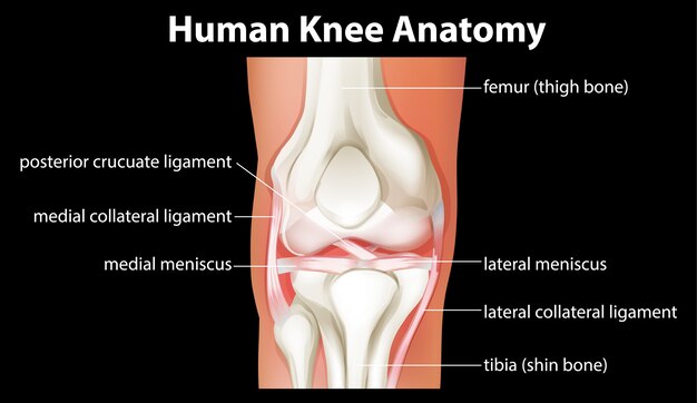 Diagrama de anatomía de la rodilla humana