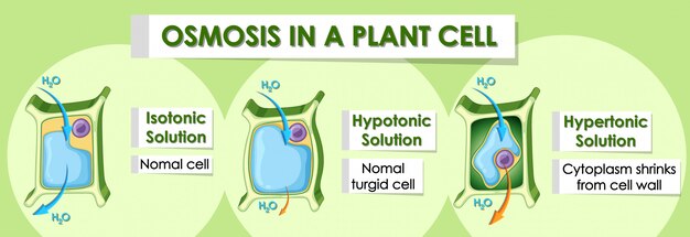Diagrama de banner que muestra detalles de la célula vegetal