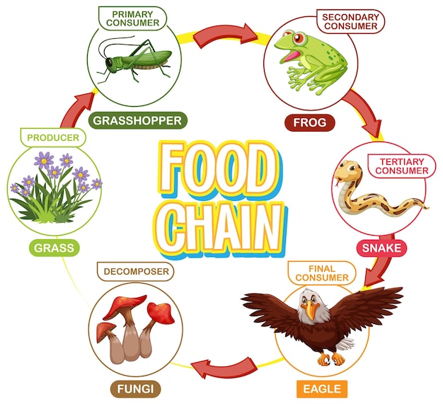 Vector gratuito diagrama de la cadena alimentaria con los animales