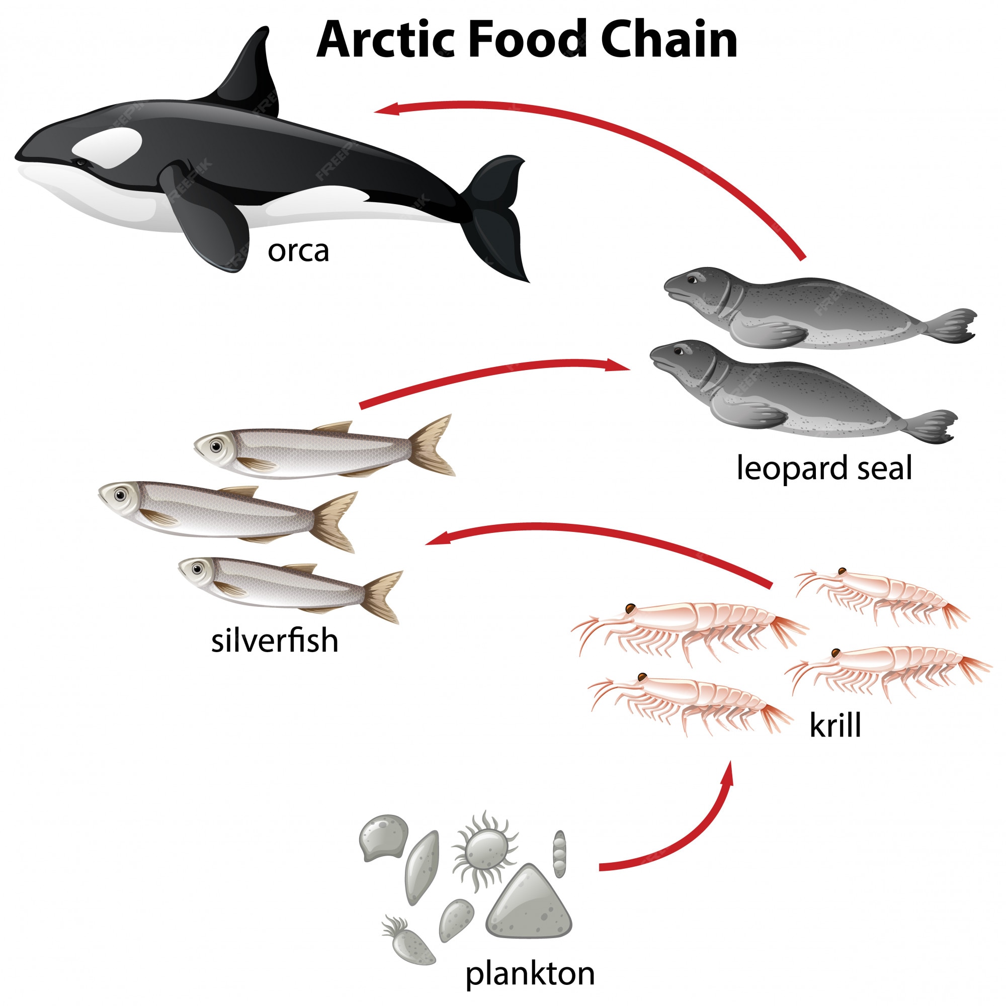 síndrome excitación La base de datos cadena alimenticia de los peces