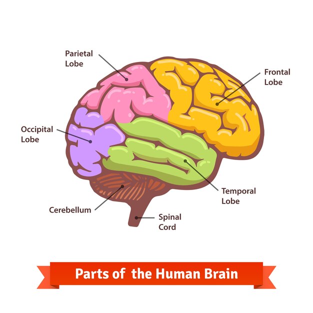 Diagrama de cerebro humano coloreado y etiquetado