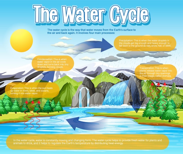 Vector gratuito el diagrama del ciclo del agua para la educación científica.