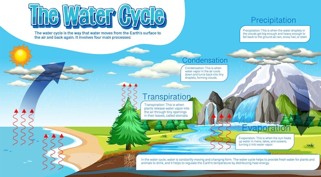 Vector gratuito el diagrama del ciclo del agua para la educación científica.