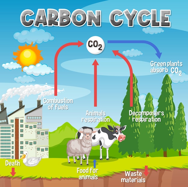 Vector gratuito diagrama del ciclo del carbono para la educación científica