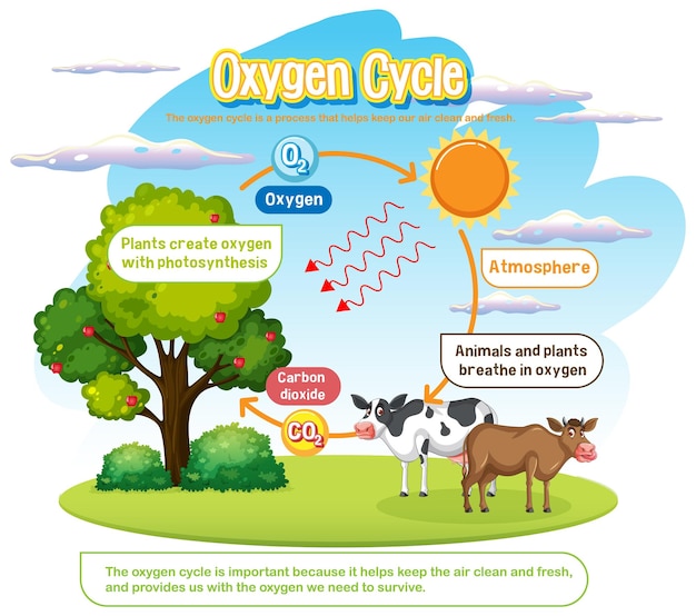 Vector gratuito diagrama del ciclo del oxígeno para la educación científica