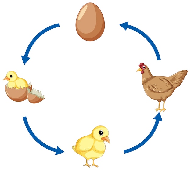 Diagrama del ciclo de vida del pollo