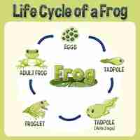 Vector gratuito diagrama del ciclo de vida de la rana