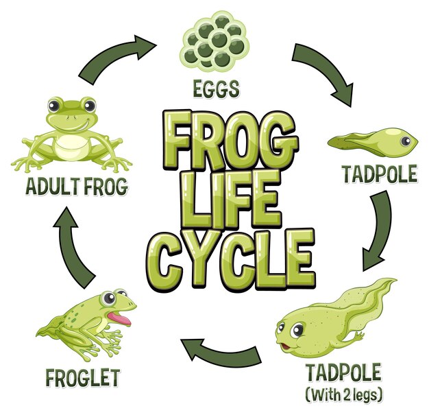 Diagrama del ciclo de vida de la rana